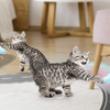 Interactive Cat Toy Ball Petwant MDE1600 - 3. kép