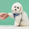 Dogness kutyahám és póráz szett (Kék Virág) - 2. kép