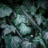 iPhone 13 Tactical Quantum Stealth tok átlátszó fekete kerettel - 2. kép